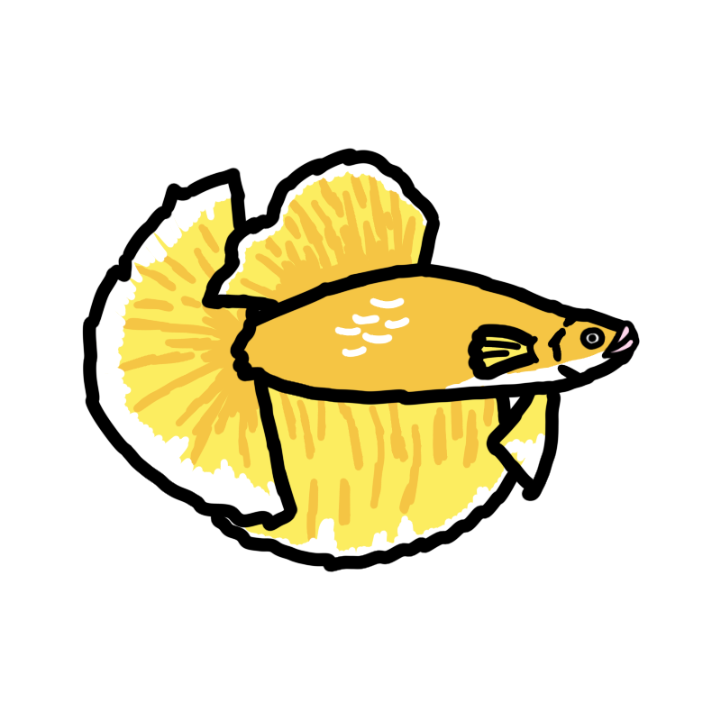 Golden Betta